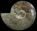 Wide, Polished Ammonite Fossil - Madagascar #52519-1